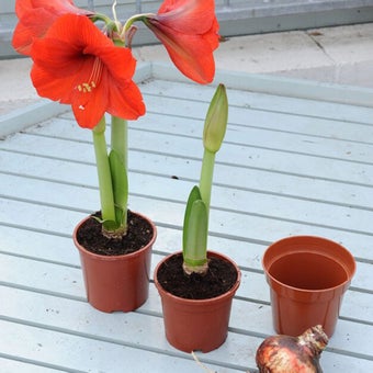 Bulbs for Christmas flowering