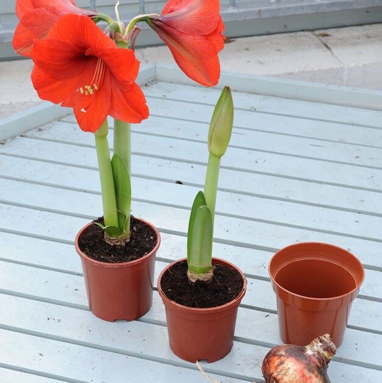 Bulbs for Christmas flowering