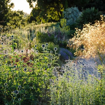 Plants for drought prone gardens: splashes of yellow