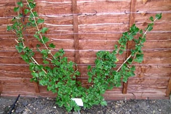 Fan-trained trees: initial training