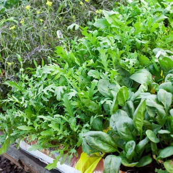 Herbs and salad leaves: in growing-bags
