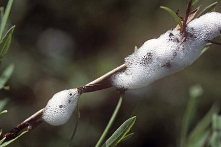 Willow froghopper (<em>Aphrophora alni</em>) on willow (<i>Salix</i> sp.) Credit: RHS/Entomology.