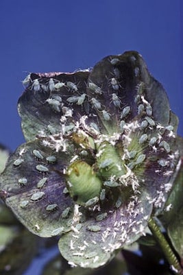 Hellebore aphid (<i>Macrosiphum hellebori</i>) on Hellebore (<i>Helleborus</i> sp.). Credit: 911/Entomology.
