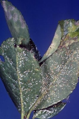 Euonymus scale (<EM>Unaspis euonymi</EM>) on spindle (<EM>Euonymus europeus</EM>)