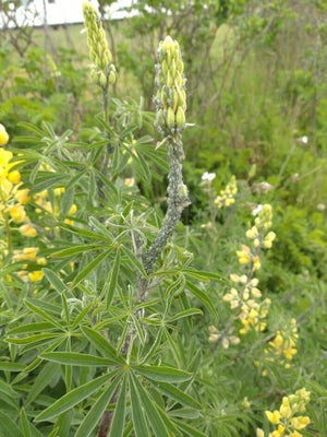 Lupin aphid (<i>Macrosiphum albifrons</i>) 