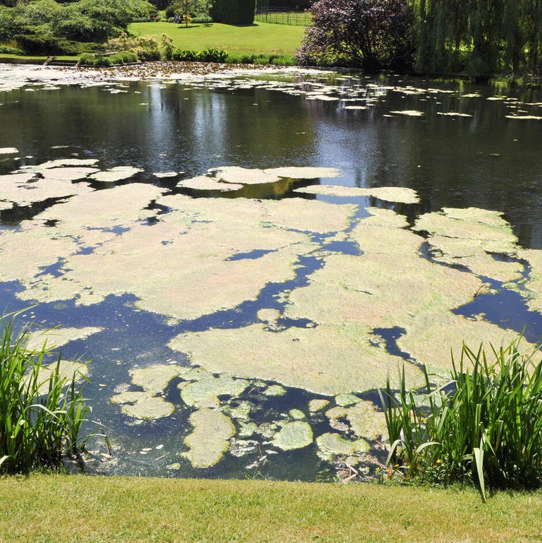 Pond algae and blanket weed