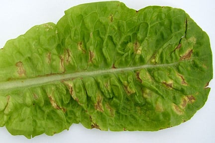 Lettuce downy mildew