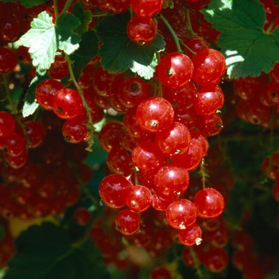 Don’t forget the sense of taste when designing your sensory garden