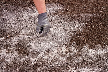 Applying lime to the soil.