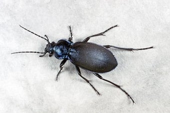 Ground beetles and rove beetles