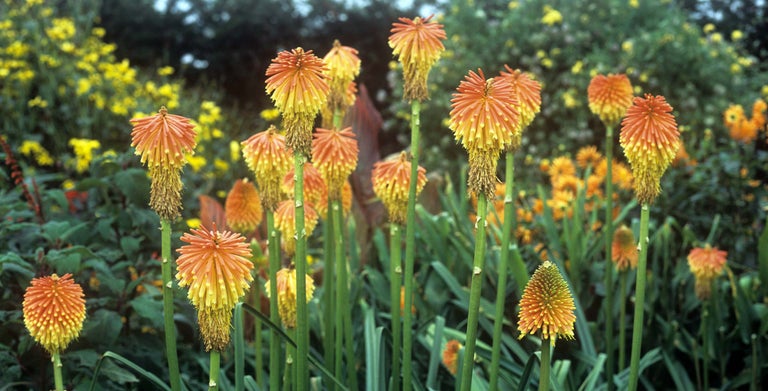 Kniphofia