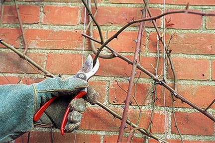 Rose pruning: climbing roses