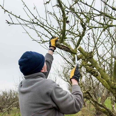 Prune out selected branches completely or cut back to a side branch lower down