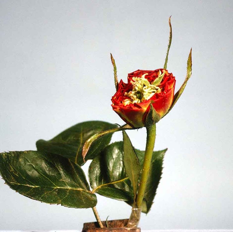 Mutations: flower proliferation