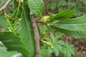 Oriental chestnut gall wasp