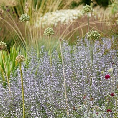 Plants for drought conditions