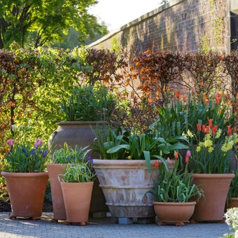 Growing plants in containers