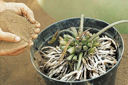 Planting an aquatic plant.