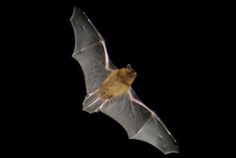 Bats in your garden