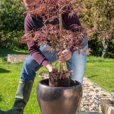 Planting an Acer tree in a container