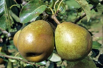 Pears: choosing cultivars