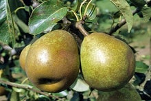 Pyrus communis (pear) 'Doyenné du Comice'. Credit: 911 Herbarium.