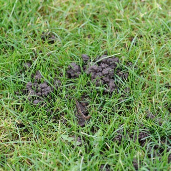 Worm casts in lawns