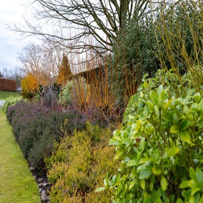 Winter interest border in partial shade