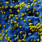 nieuw_coronavirus v3.png