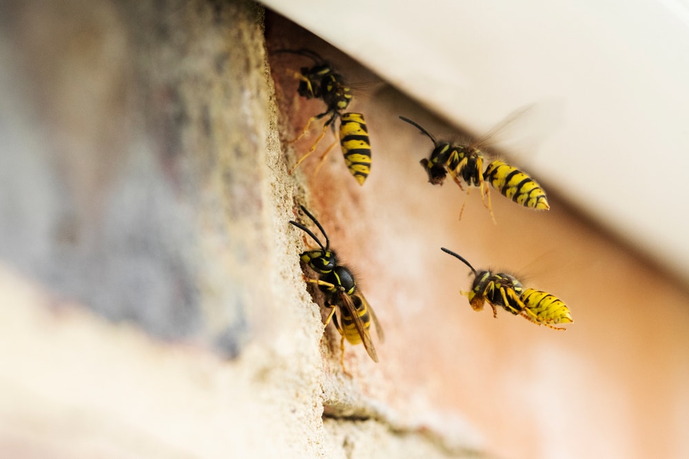 Wespen in de spouwmuur en onder het dak