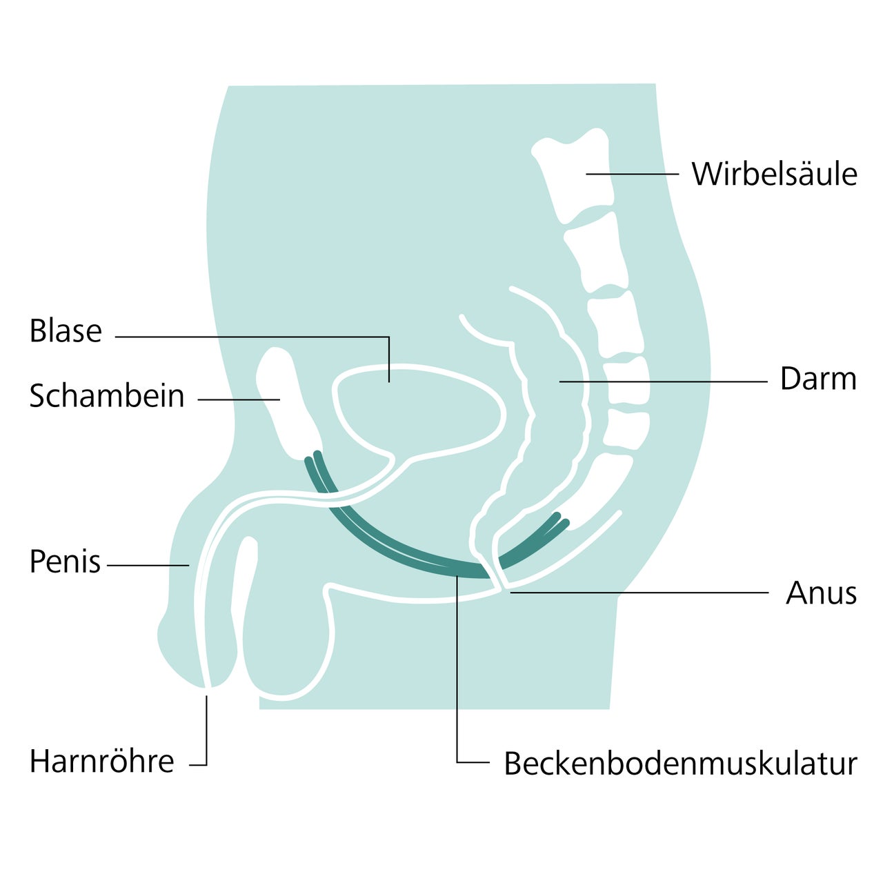 Anatomie des Harntrakts eines Mannes