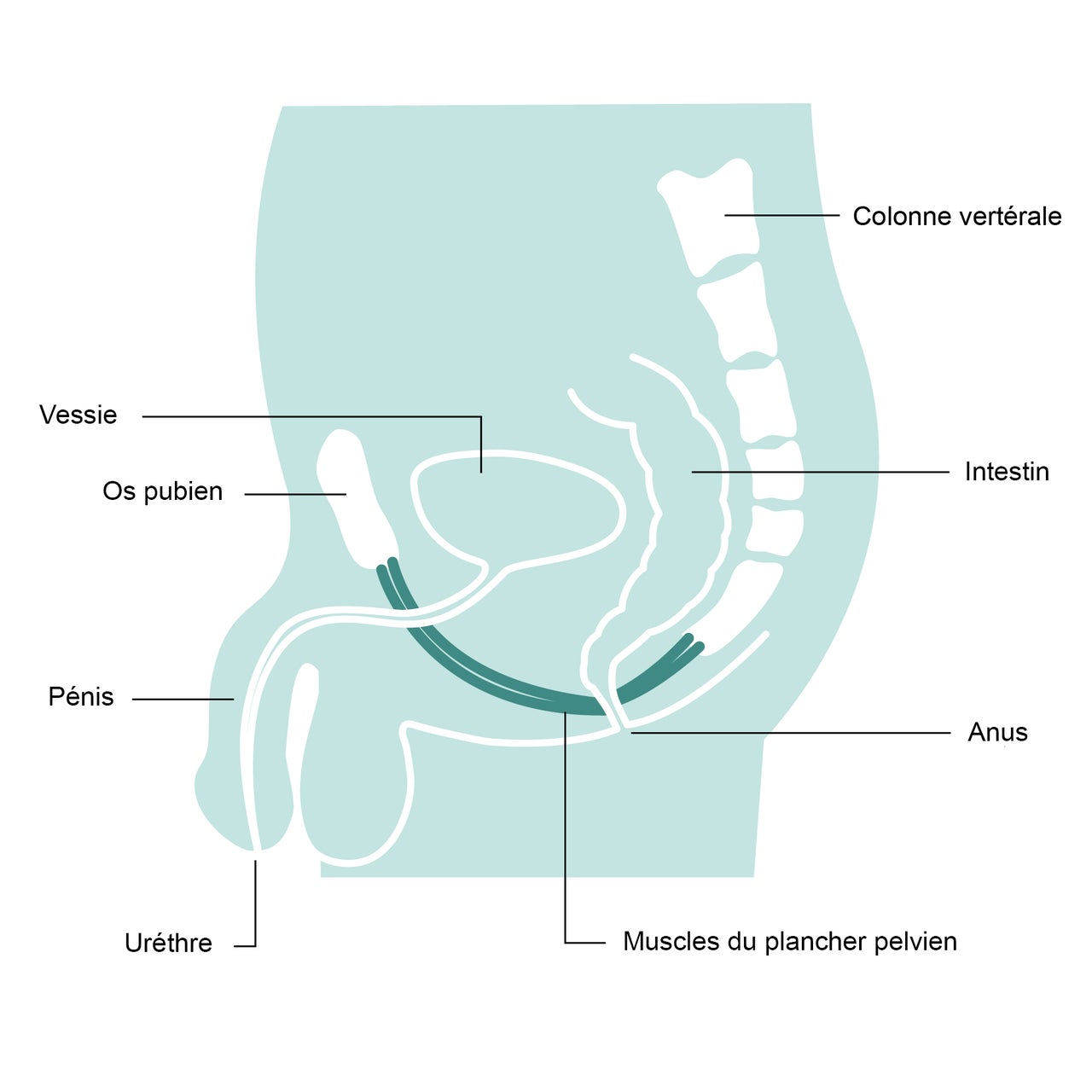 Anatomie de l'appareil urinaire de l'homme