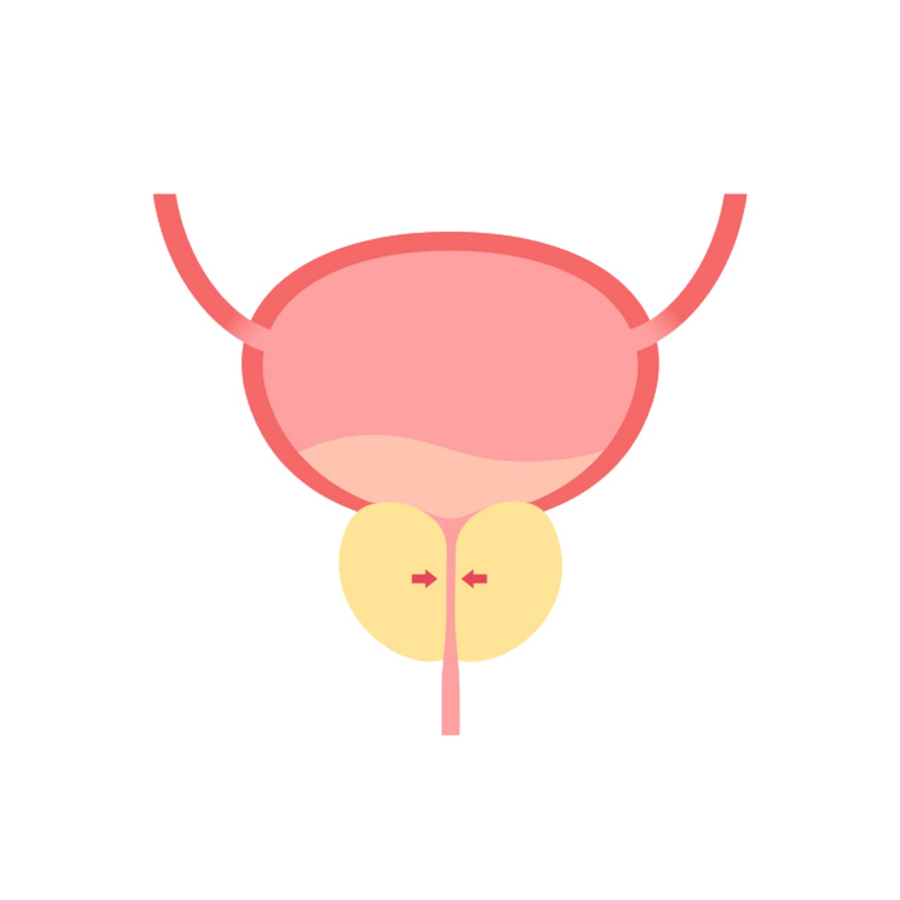 Illustration d'une prostate