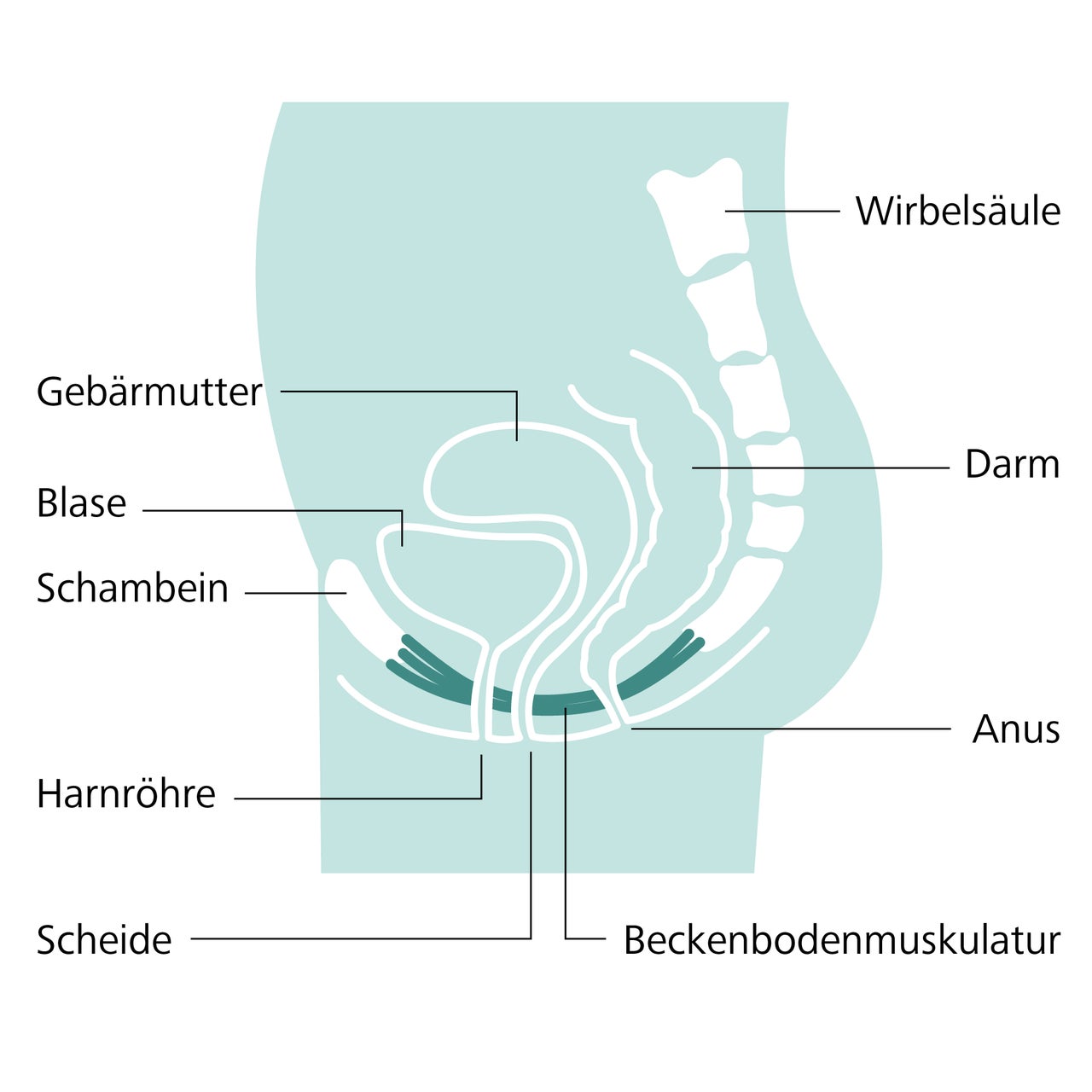 Anatomie des Harntrakts einer Frau