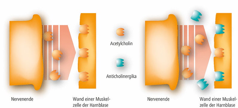 Graphique : Effet des anticholinergiques