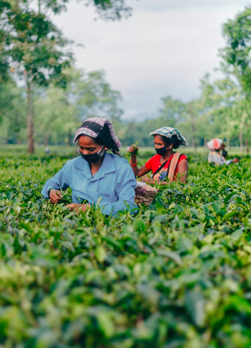 Ladies picking tea leaves in a field
