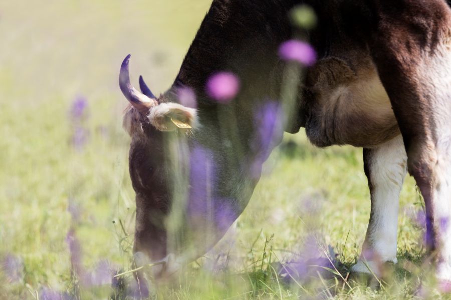 Eine Kuh weidet auf einer grünen Wiese mit lila Blumen.