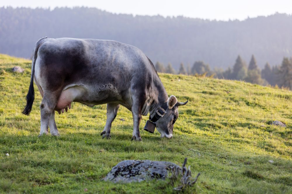 Eine graue Kuh grast auf einer grünen, hügeligen Wiese und trägt eine große Glocke um den Hals.