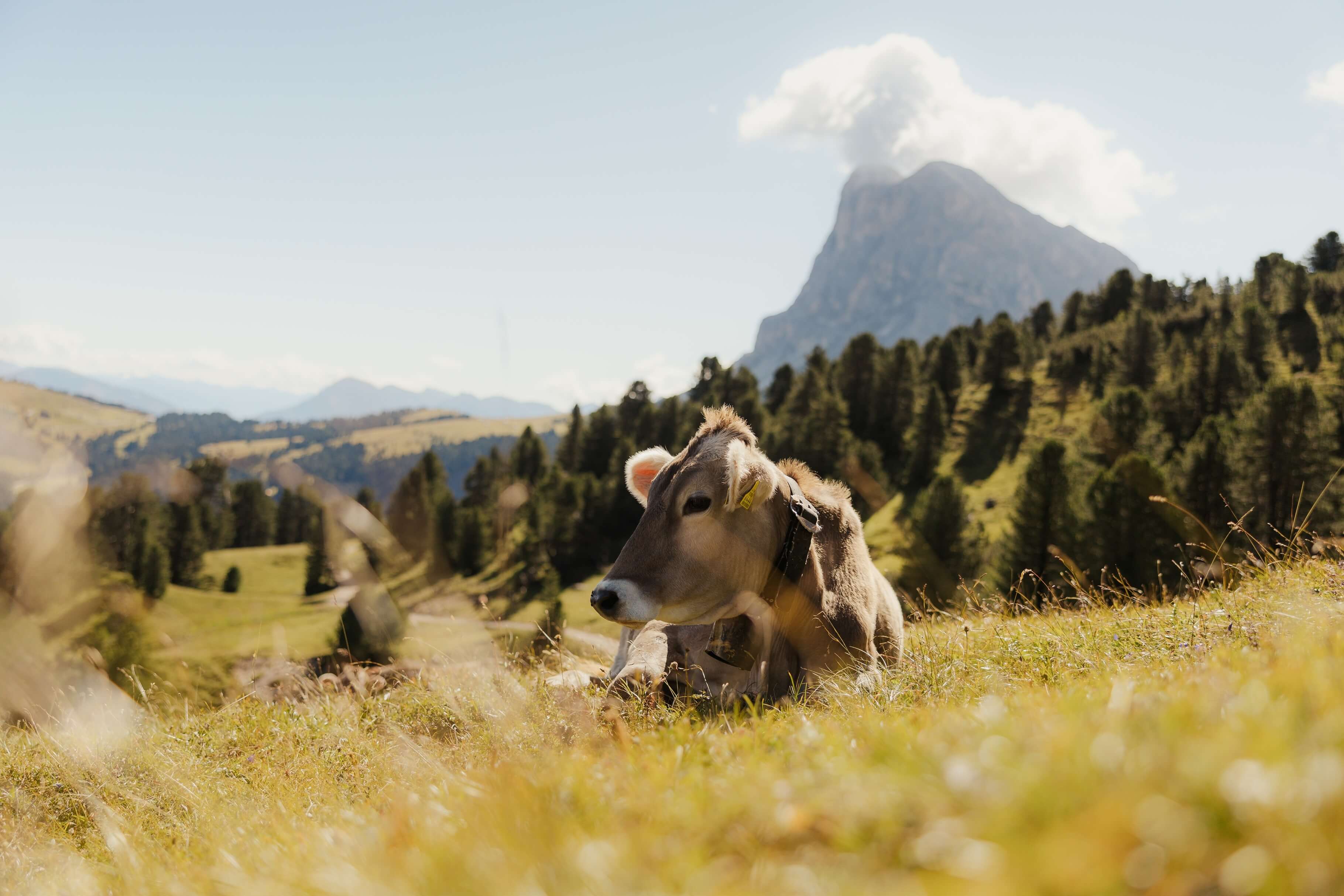 Mucca sdraiata su un prato con bosco e montagna sullo sfondo e tempo soleggiato