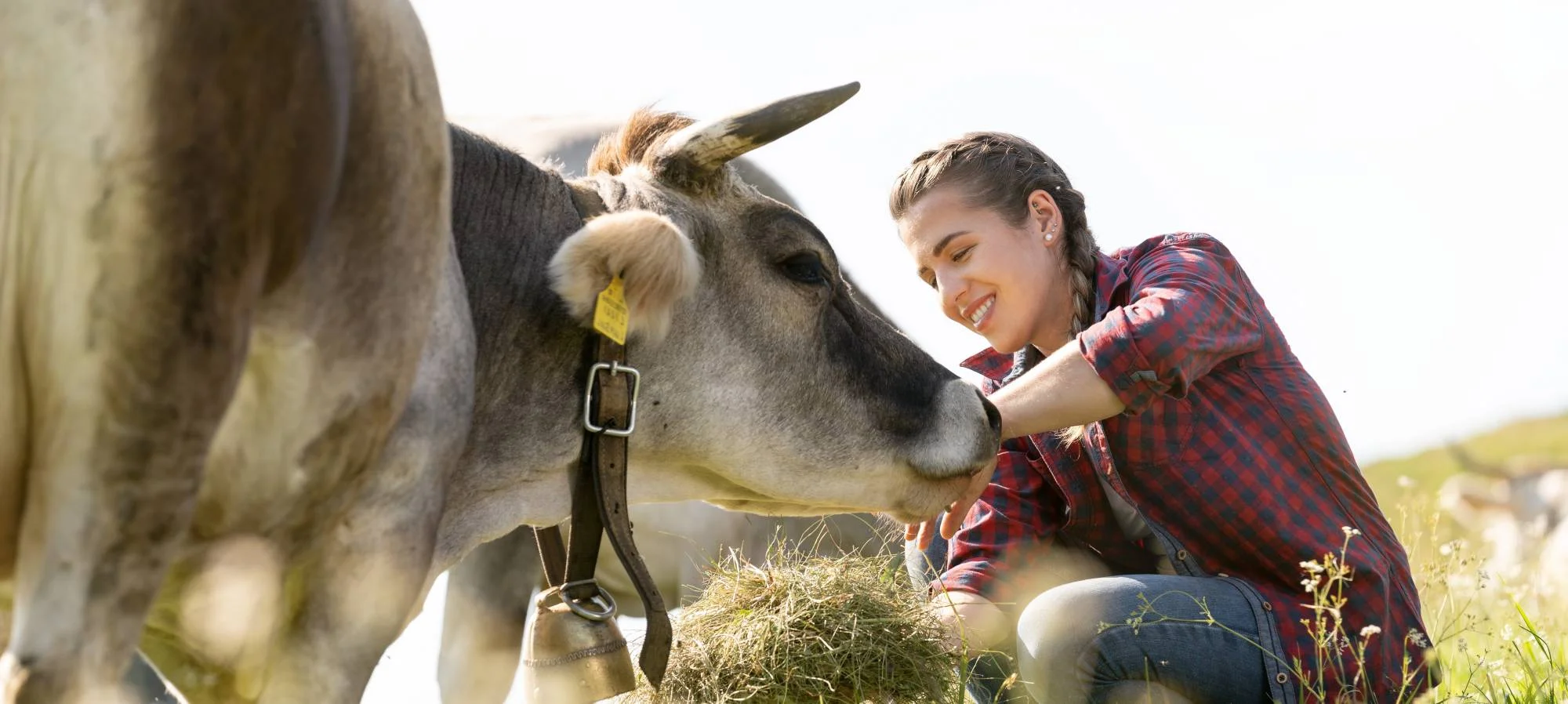 Eine junge Frau gibt einer Kuh mit einer Kuhglocke auf einer Wiese lächelnd Heu.