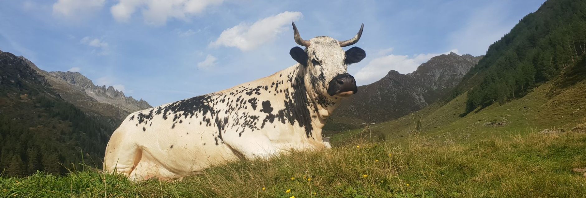 Eine Pustertaler Sprinzenkuh, weiß mit schwarzen Flecken und Hörnern, ruht auf einer grünen Wiese. Im Hintergrund sind Berge und ein blauer Himmel mit weißen Wolken zu sehen.