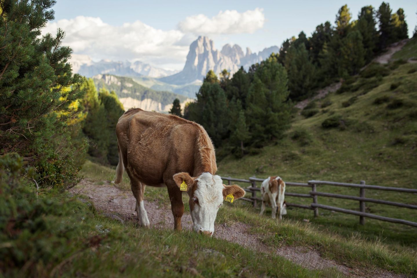 Eine braun-weiße Kuh grast auf einer Bergwiese mit den Dolomiten im Hintergrund.