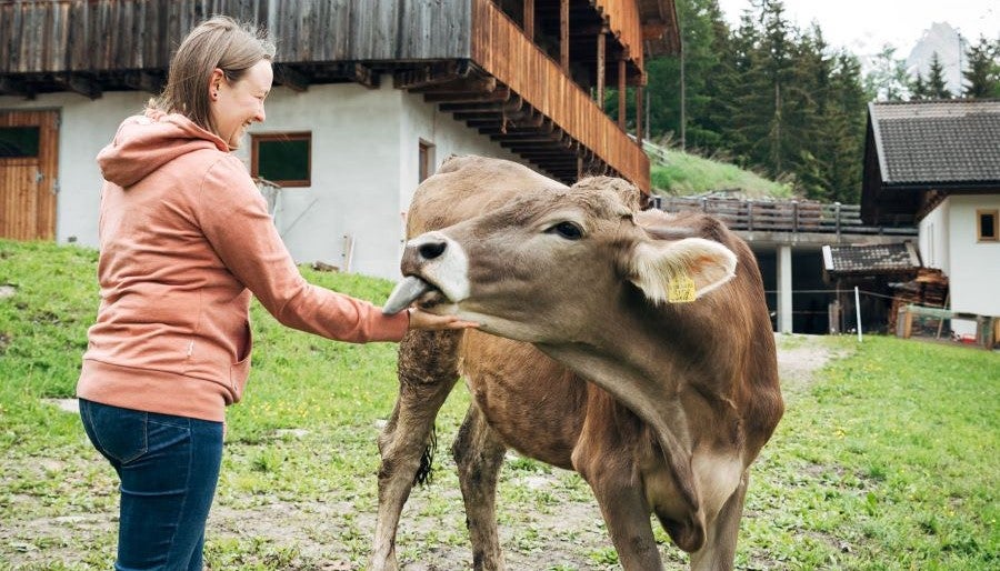Eine lächelnde Frau streichelt eine braune Kuh, die ihr die Hand leckt, im Hintergrund ist ein Stall zu sehen.