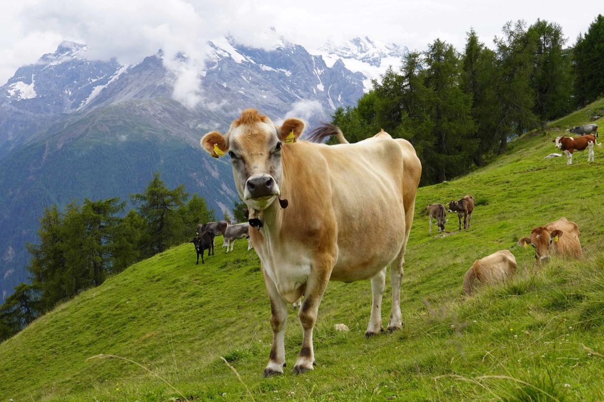 Eine hellbraune Kuh mit einer Glocke um den Hals, die nach vorne auf eine grüne Wiese schaut, mit anderen Kühen und Bergen im Hintergrund.