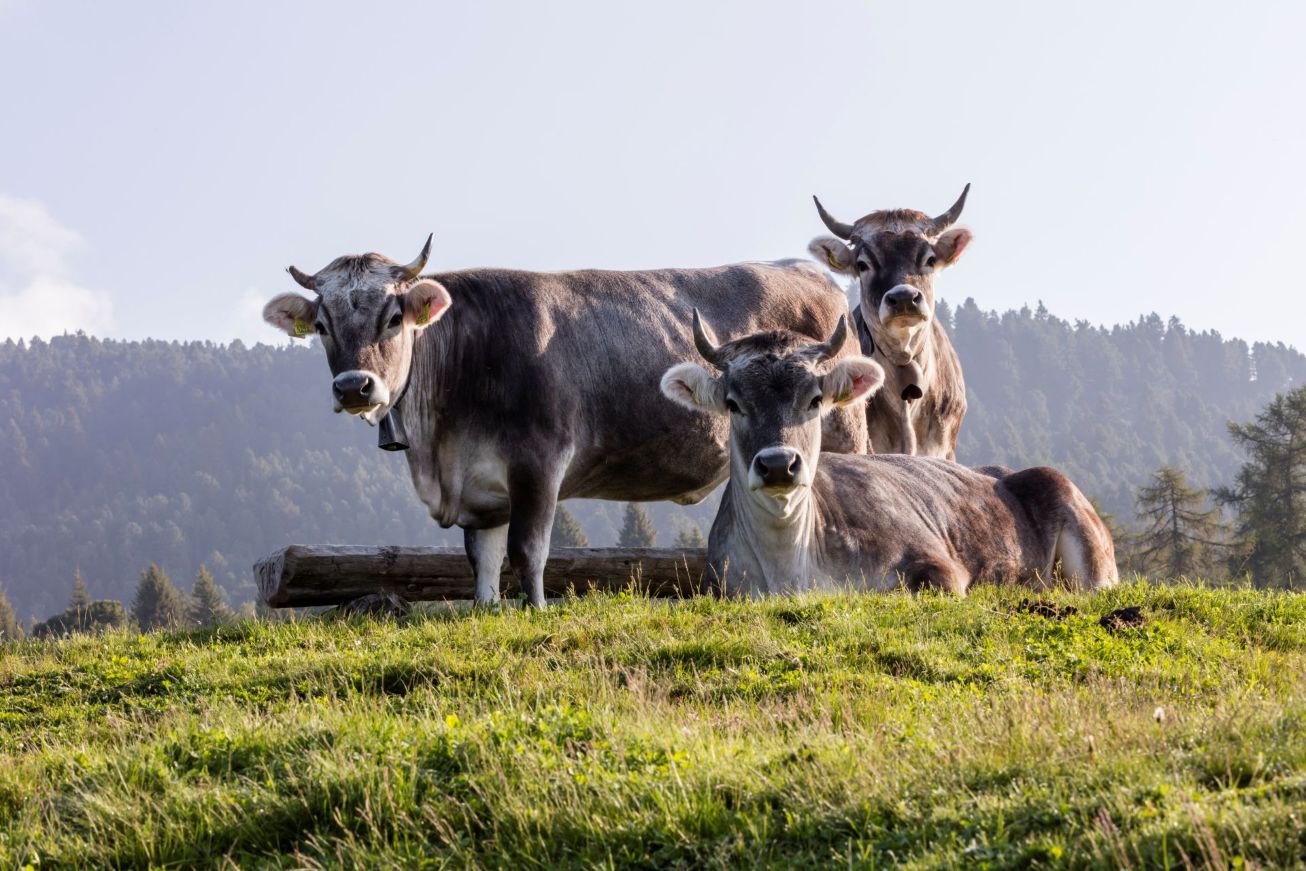 Drei graue Kühe, zwei stehend und eine liegend, auf einer Wiese mit bewaldeten Bergen im Hintergrund.