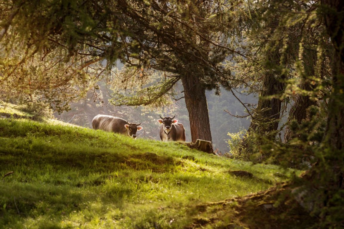 Zwei Kühe, die wie Alpenbraunvieh aussehen, grasen auf einer grünen, hügeligen Wiese in einem Waldgebiet. Das Sonnenlicht fällt durch die Bäume.