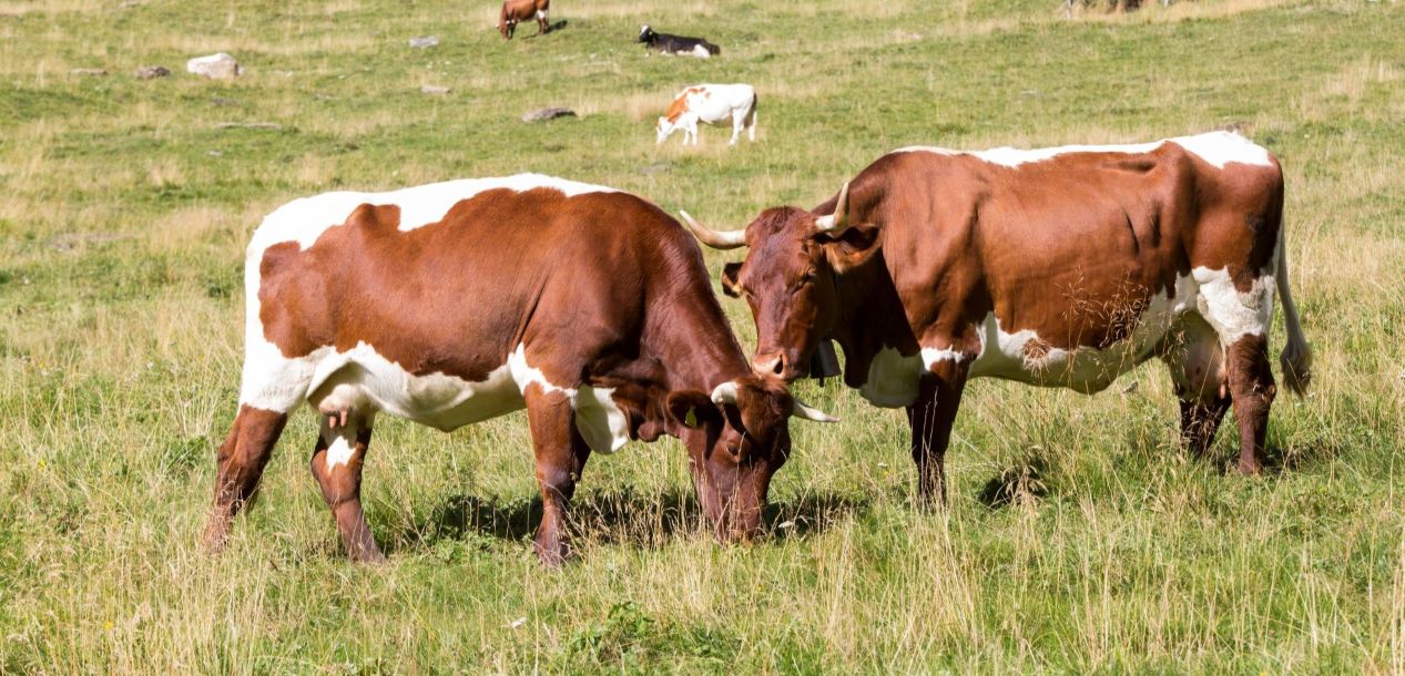 Zwei Pinzgauer-Kühe mit braunem Fell und weißen Flecken grasen auf einer grünen Wiese. Im Hintergrund sind andere Kühe zu sehen, die ebenfalls grasen.
