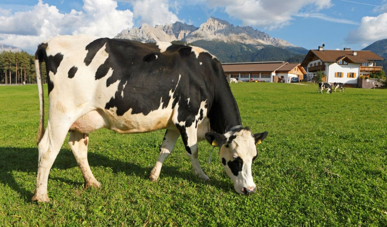 Eine schwarz-weiße Holstein-Kuh weidet auf einer grünen Wiese. Im Hintergrund sind ein Bauernhof, Berge und ein blauer Himmel mit weißen Wolken zu sehen.