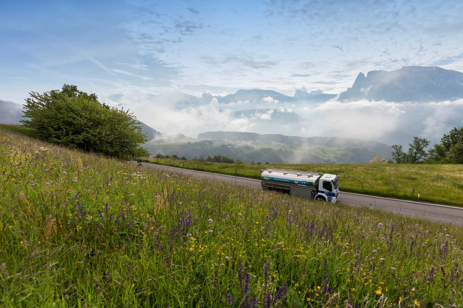 Ein Milchtransportfahrzeug fährt auf einer asphaltierten Straße zwischen blühenden Wiesen und Bergen im Hintergrund.
