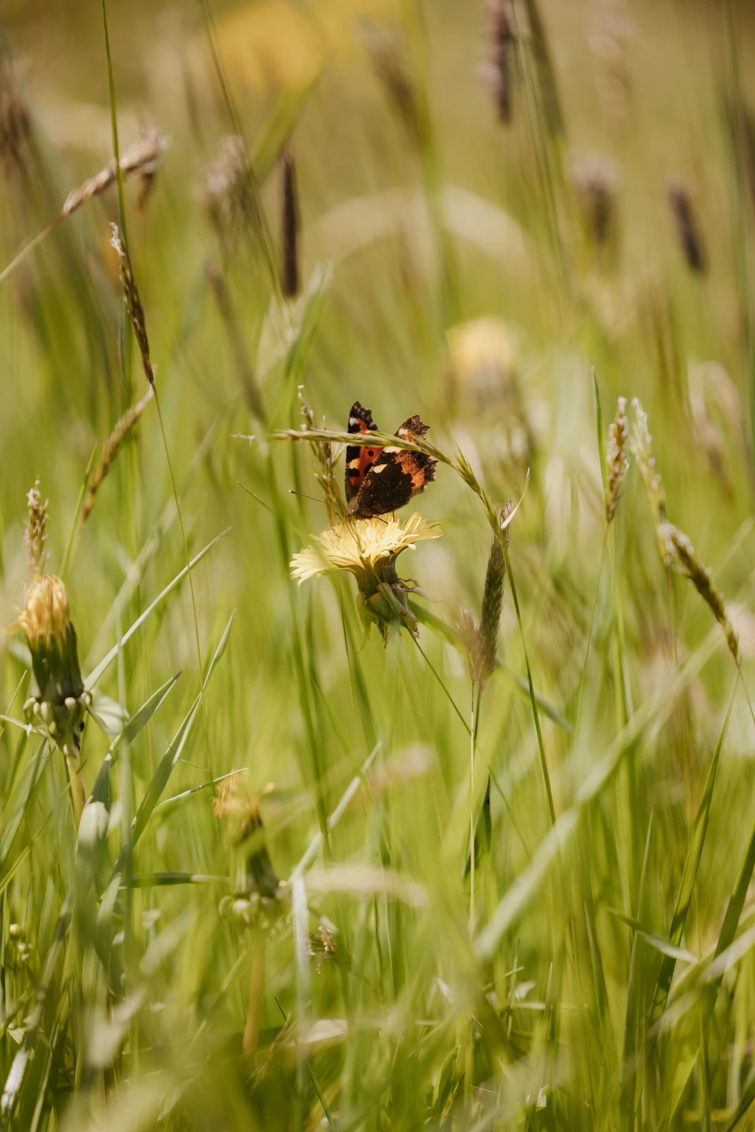 Farfalla su un fiore giallo tra l'erba di un prato